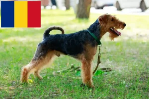 Read more about the article Welsh Terrier breeders and puppies in Romania