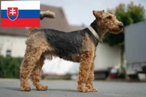 Read more about the article Welsh Terrier breeders and puppies in Slovakia