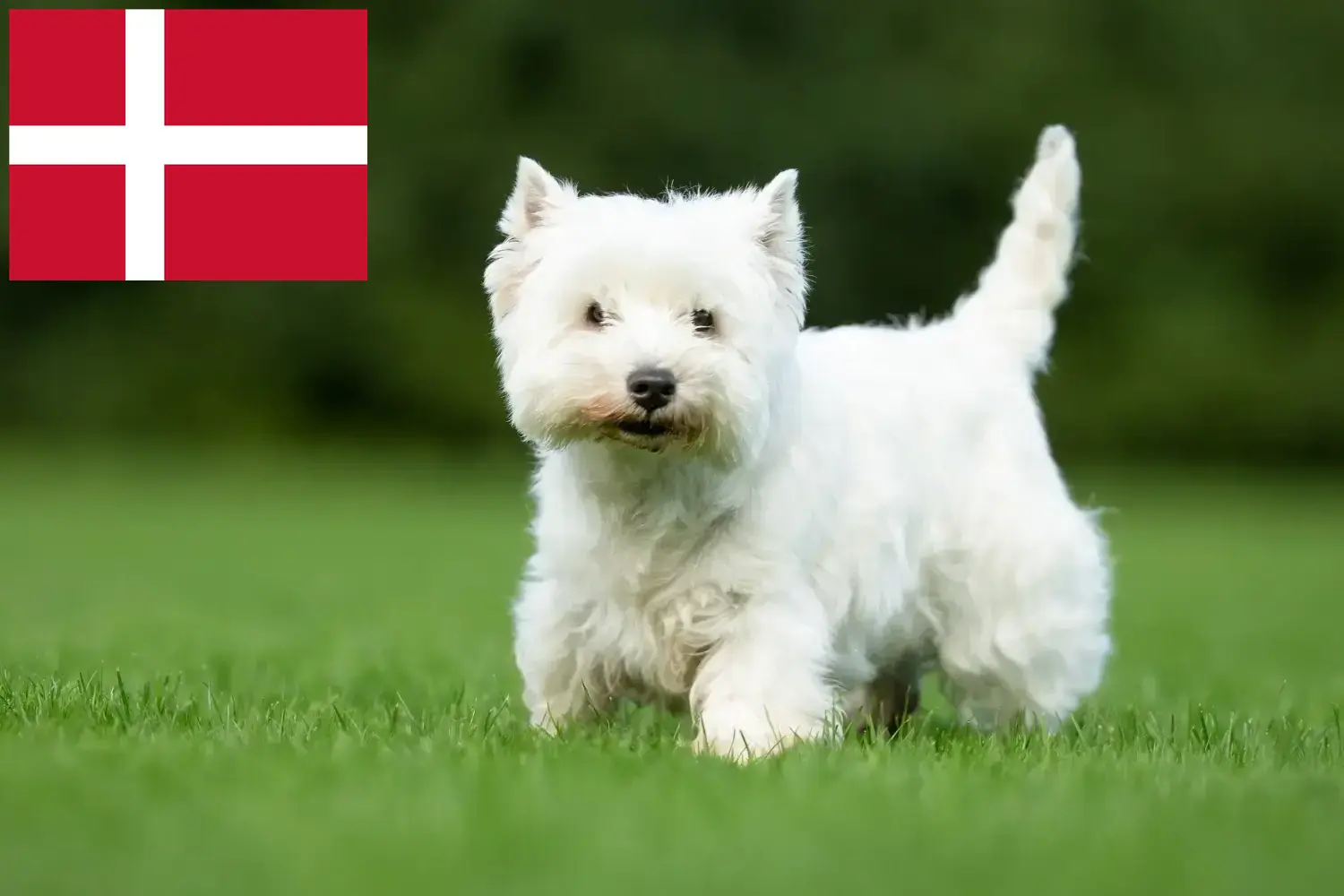 Read more about the article Westie breeders and puppies in Denmark