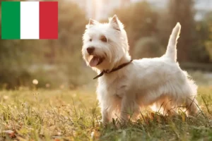 Read more about the article Westie breeders and puppies in Italy