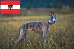 Read more about the article Whippet breeders and puppies in Austria