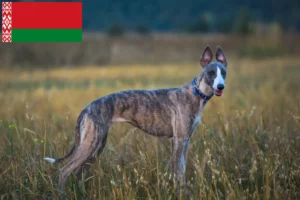 Read more about the article Whippet breeders and puppies in Belarus