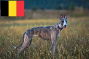 Read more about the article Whippet breeders and puppies in Belgium