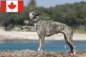 Read more about the article Whippet breeders and puppies in Canada