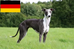 Read more about the article Whippet breeders and puppies in Germany