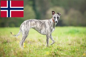 Read more about the article Whippet breeders and puppies in Norway