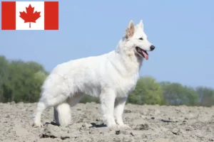 Read more about the article White Swiss Shepherd Dog Breeder and Puppies in Canada