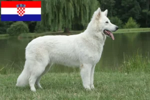 Read more about the article White Swiss Shepherd Dog Breeder and Puppies in Croatia