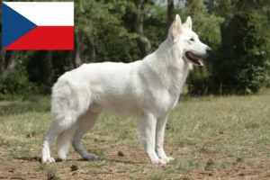 Read more about the article White Swiss Shepherd breeders and puppies in the Czech Republic