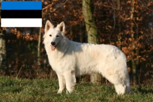 Read more about the article White Swiss Shepherd Dog Breeder and Puppies in Estonia