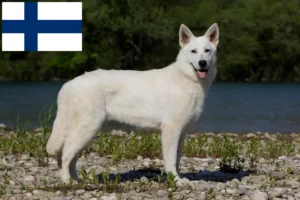 Read more about the article White Swiss Shepherd Dog Breeder and Puppies in Finland