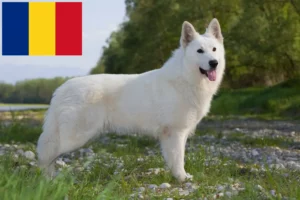 Read more about the article White Swiss Shepherd Dog Breeder and Puppies in Romania