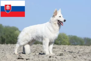 Read more about the article White Swiss Shepherd Dog Breeder and Puppies in Slovakia