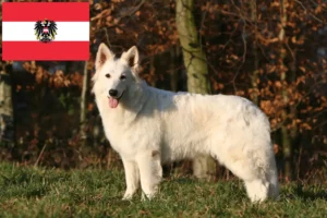 Read more about the article White Swiss Shepherd Dog Breeders and Puppies in Austria