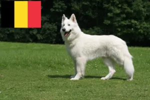Read more about the article White Swiss Shepherd Dog Breeder and Puppies in Belgium