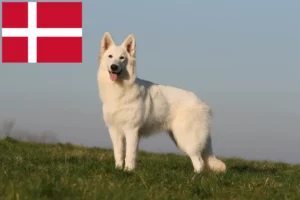 Read more about the article White Swiss Shepherd Dog Breeder and Puppies in Denmark