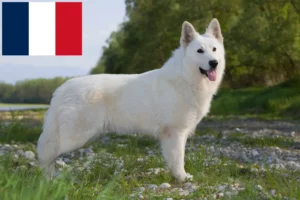 Read more about the article White Swiss Shepherd Dog Breeder and Puppies in France