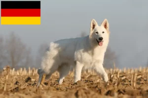 Read more about the article White Swiss Shepherd Dog Breeders and Puppies in Germany
