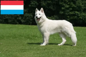 Read more about the article White Swiss Shepherd breeders and puppies in Luxembourg
