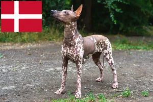 Read more about the article Xolo breeders and puppies in Denmark