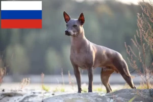 Read more about the article Xolo breeders and puppies in Russia