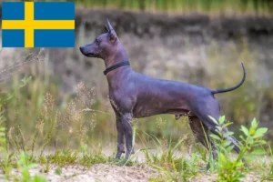 Read more about the article Xolo breeders and puppies in Sweden