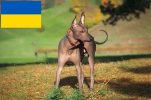 Read more about the article Xolo breeders and puppies in Ukraine