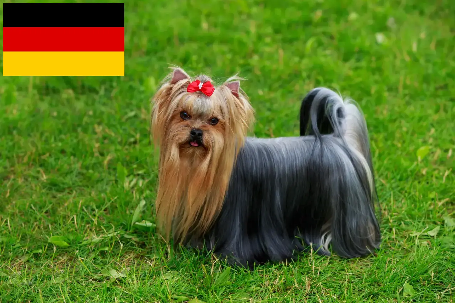 Read more about the article Yorkshire Terrier breeders and puppies in Germany