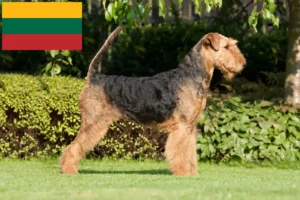 Read more about the article Airedale Terrier breeders and puppies in Lithuania