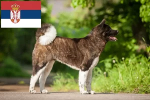 Read more about the article Akita breeders and puppies in Serbia