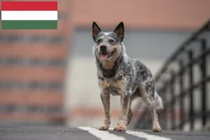 Read more about the article Australian Cattle Dog breeders and puppies in Hungary