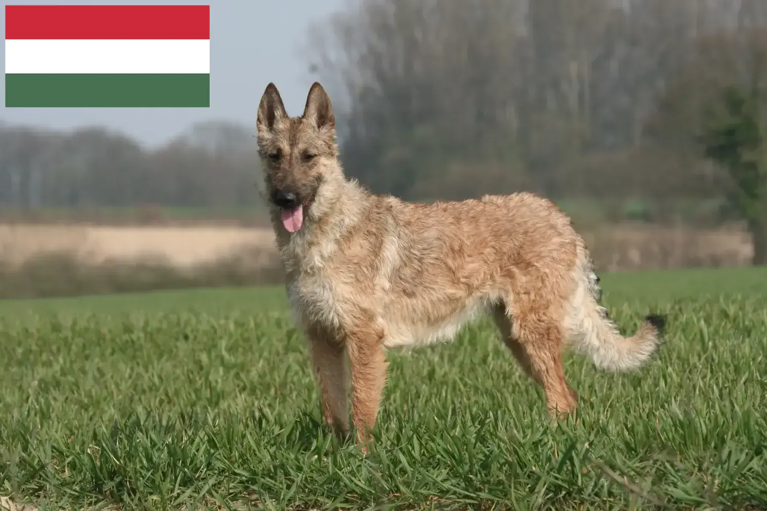 Read more about the article Belgian Shepherd Dog Breeder and Puppies in Hungary