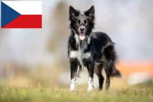 Read more about the article Border Collie breeders and puppies in the Czech Republic