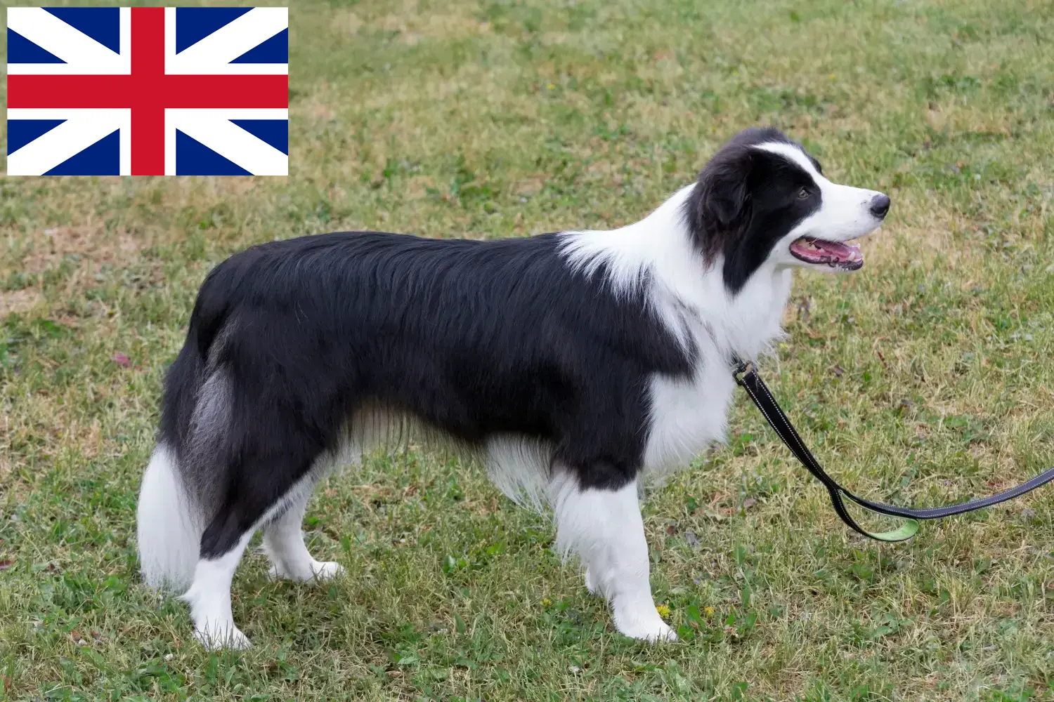 Read more about the article Border Collie breeders and puppies in Great Britain