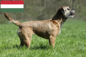 Read more about the article Border Terrier breeders and puppies in Hungary