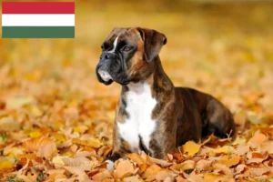 Read more about the article Boxer breeders and puppies in Hungary