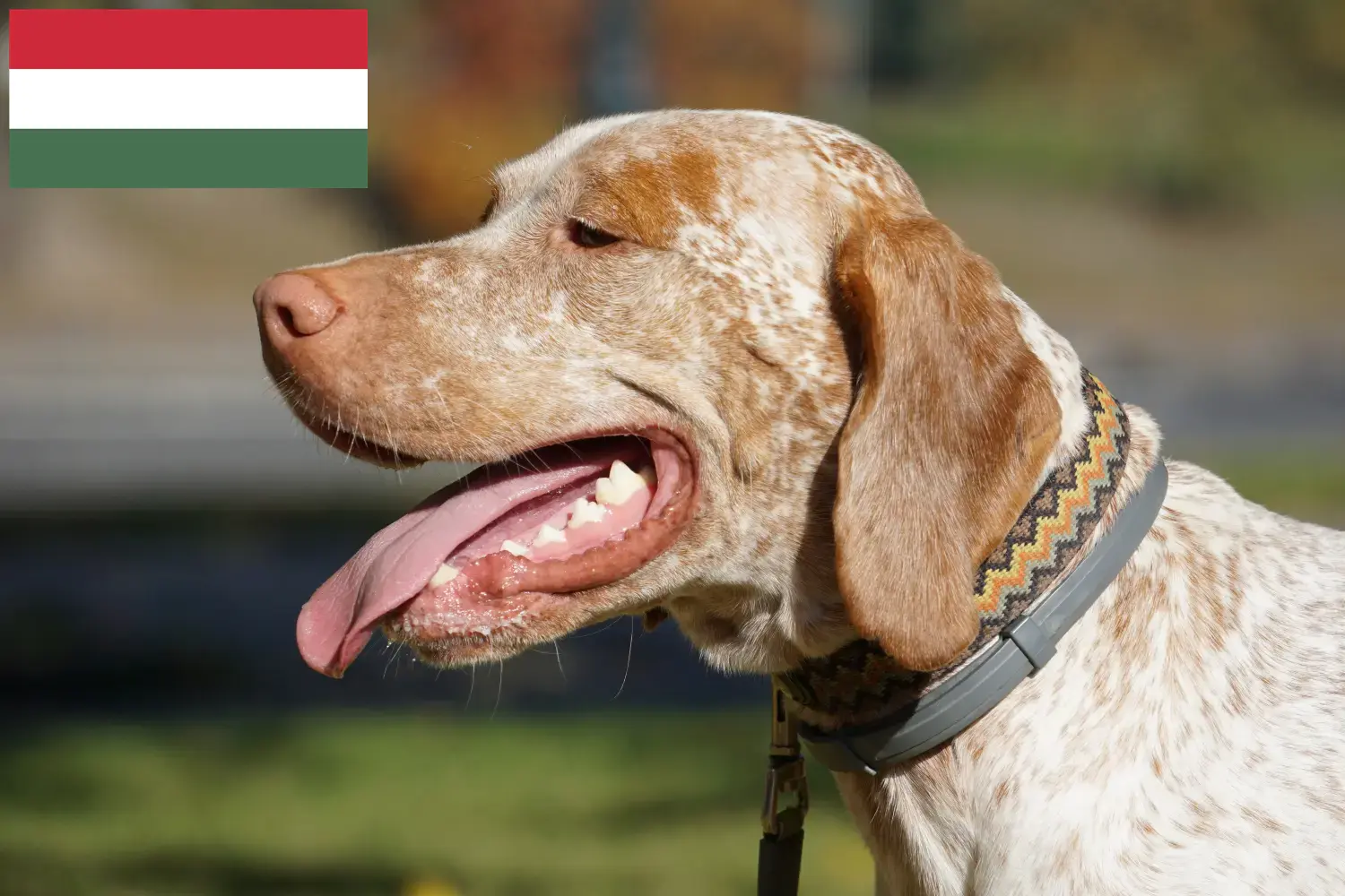 Read more about the article Braque du Bourbonnais breeders and puppies in Hungary