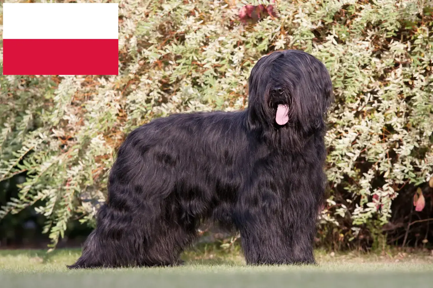 Read more about the article Briard breeders and puppies in Poland