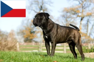 Read more about the article Cane Corso Italiano breeders and puppies in the Czech Republic