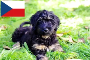 Read more about the article Cão da Serra de Aires breeders and puppies in the Czech Republic