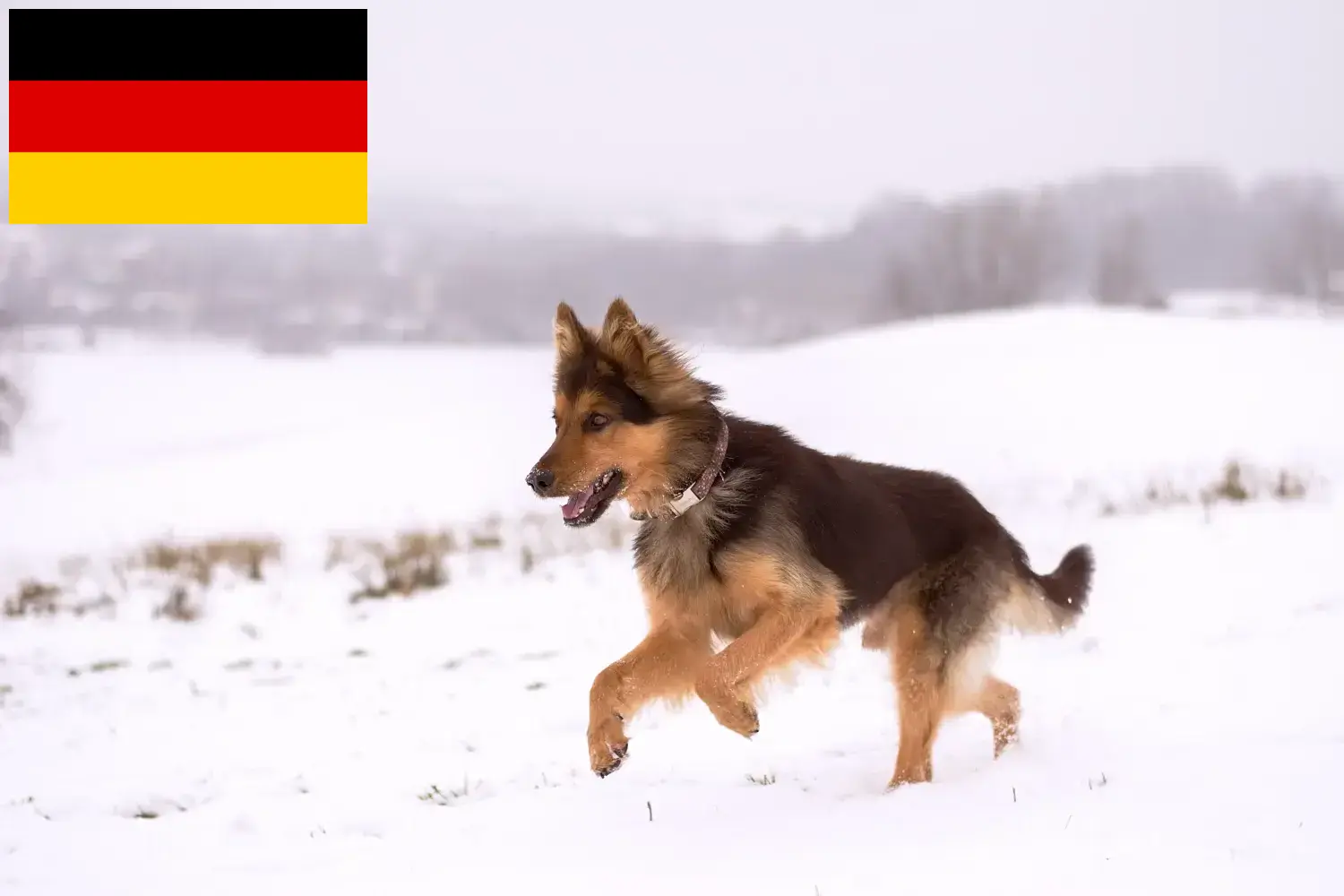 Read more about the article Chodský pes breeders and puppies in Germany