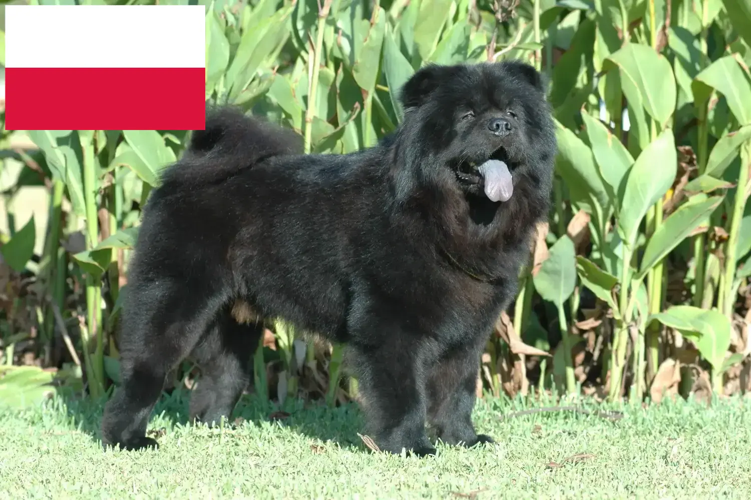 Read more about the article Chow-Chow breeders and puppies in Poland