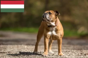 Read more about the article Continental Bulldog breeders and puppies in Hungary