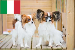 Read more about the article Continental Dwarf Spaniel Breeder and Puppies in Italy