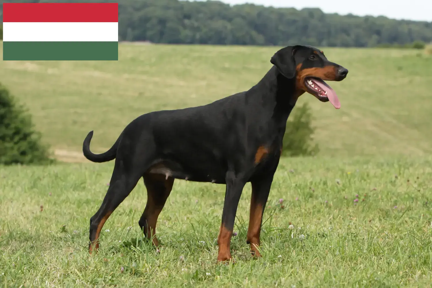 Read more about the article Doberman breeders and puppies in Hungary