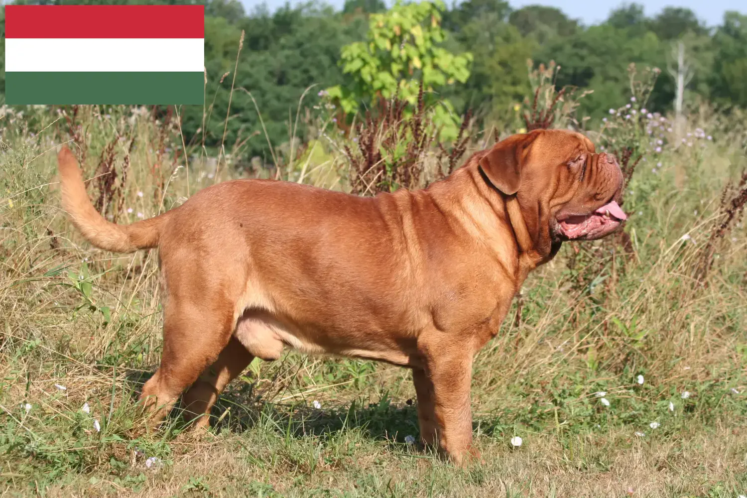 Read more about the article Dogue de Bordeaux breeders and puppies in Hungary