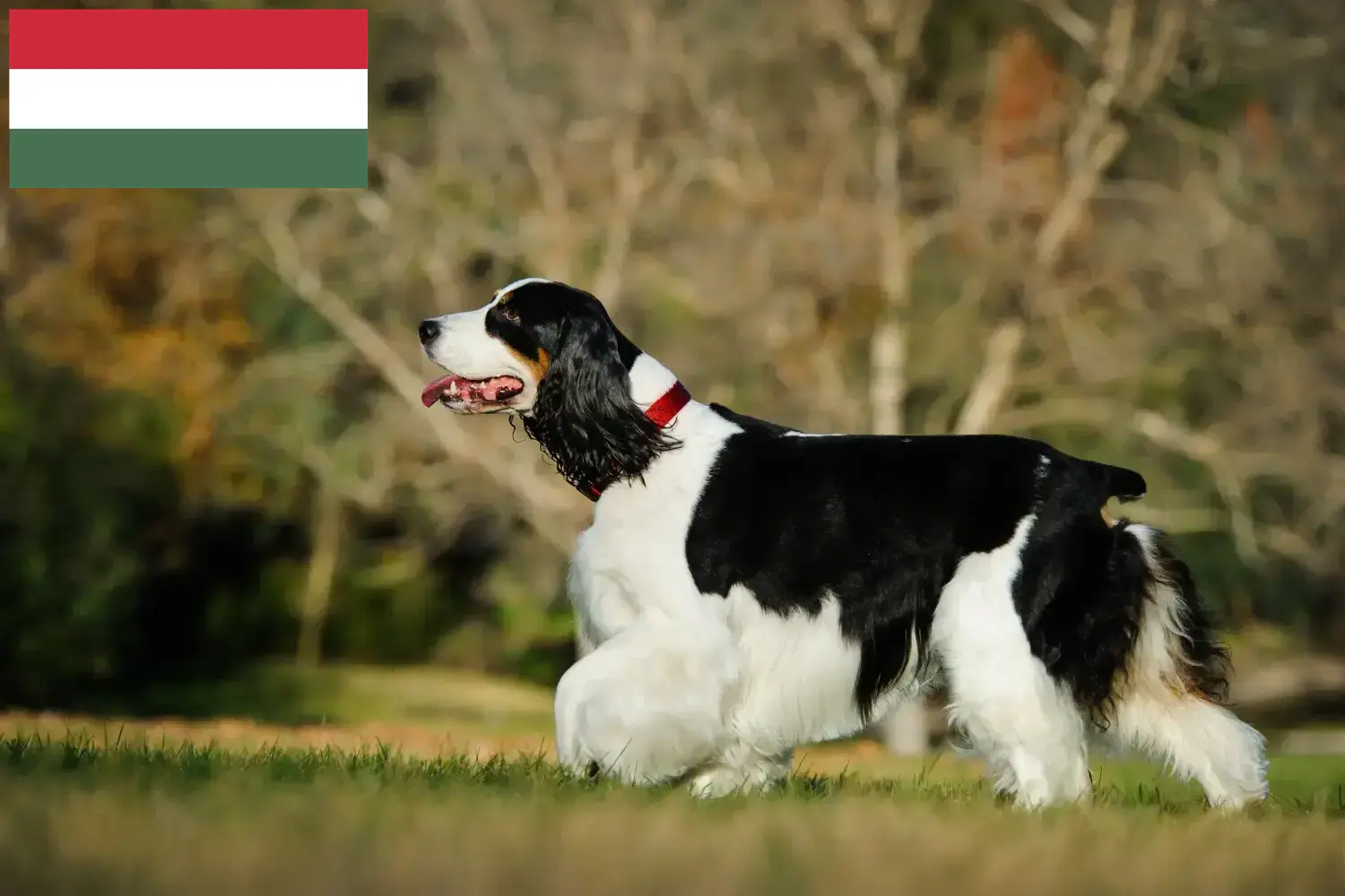 Read more about the article English Springer Spaniel breeders and puppies in Hungary