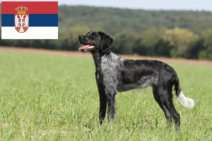 Read more about the article Epagneul Breton breeders and puppies in Serbia