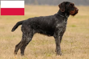 Read more about the article German Wirehair breeders and puppies in Poland
