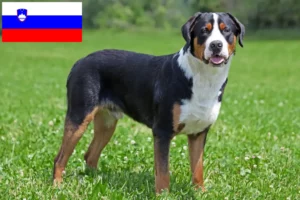 Read more about the article Large Swiss Mountain Dog Breeder and Puppies in Slovenia